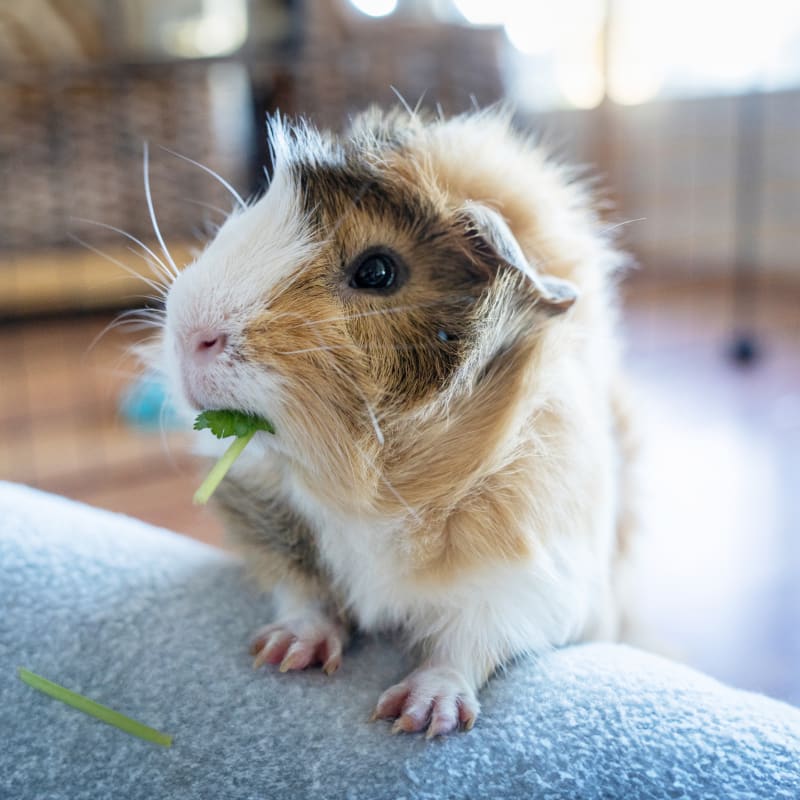 Exotic Pet Care, Barton Heights Veterinary Hospital, Stroudsburg Veterinarian